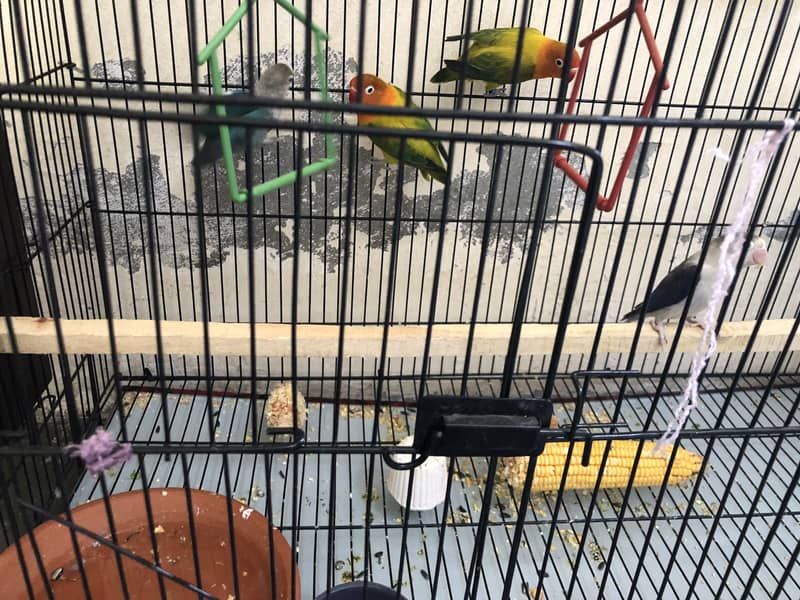 Lovebird 0