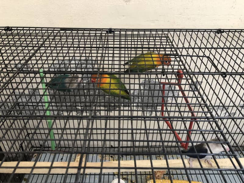Lovebird 1