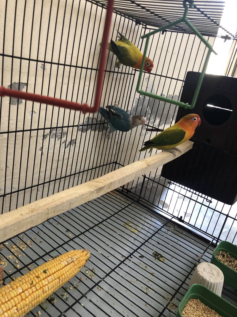 Lovebird 2