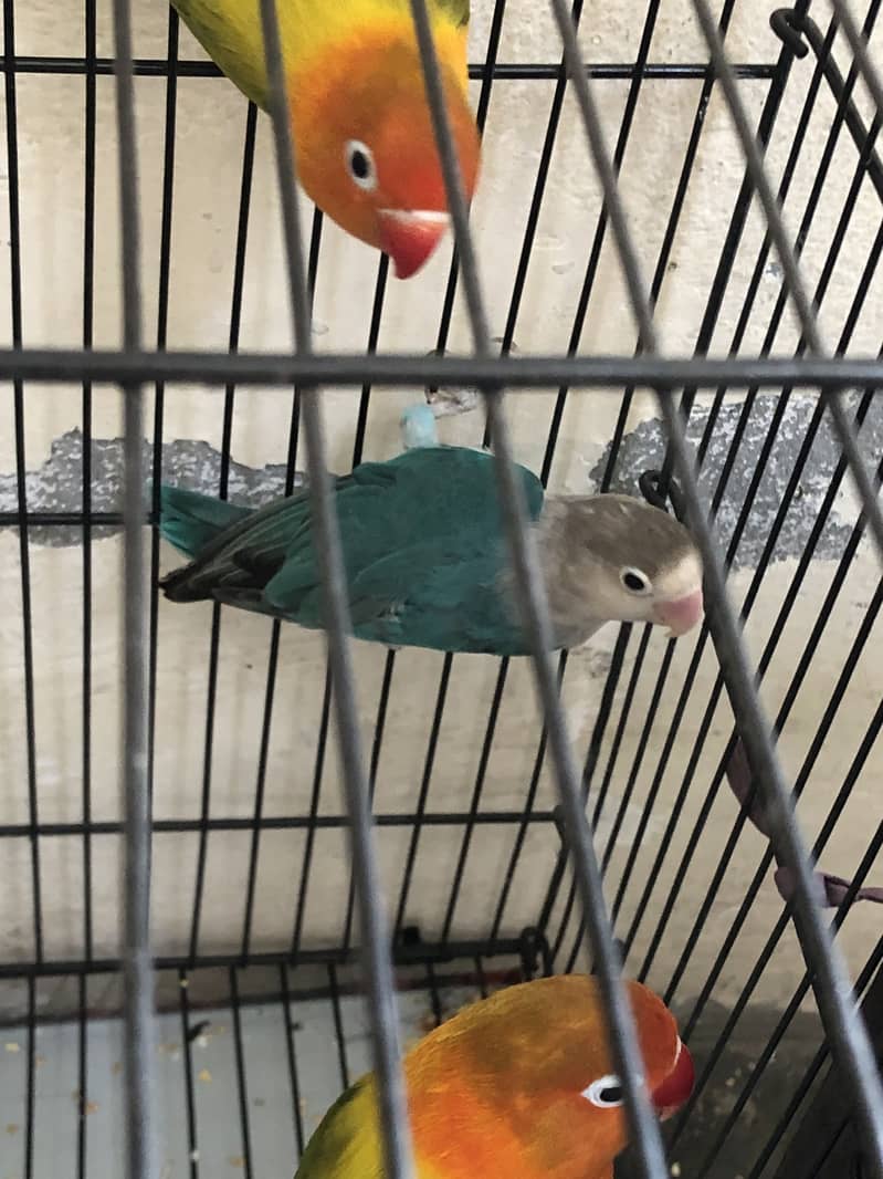 Lovebird 3