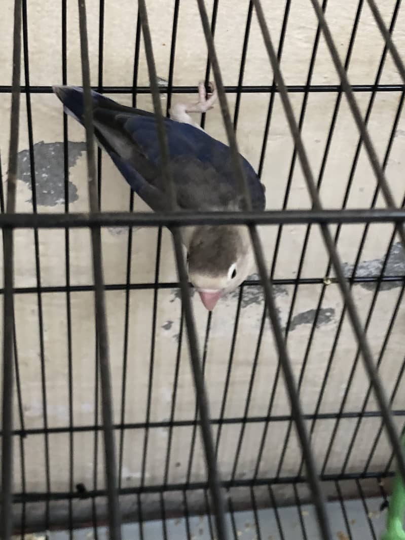 Lovebird 4