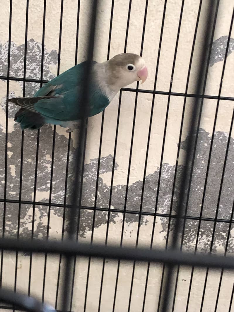 Lovebird 5