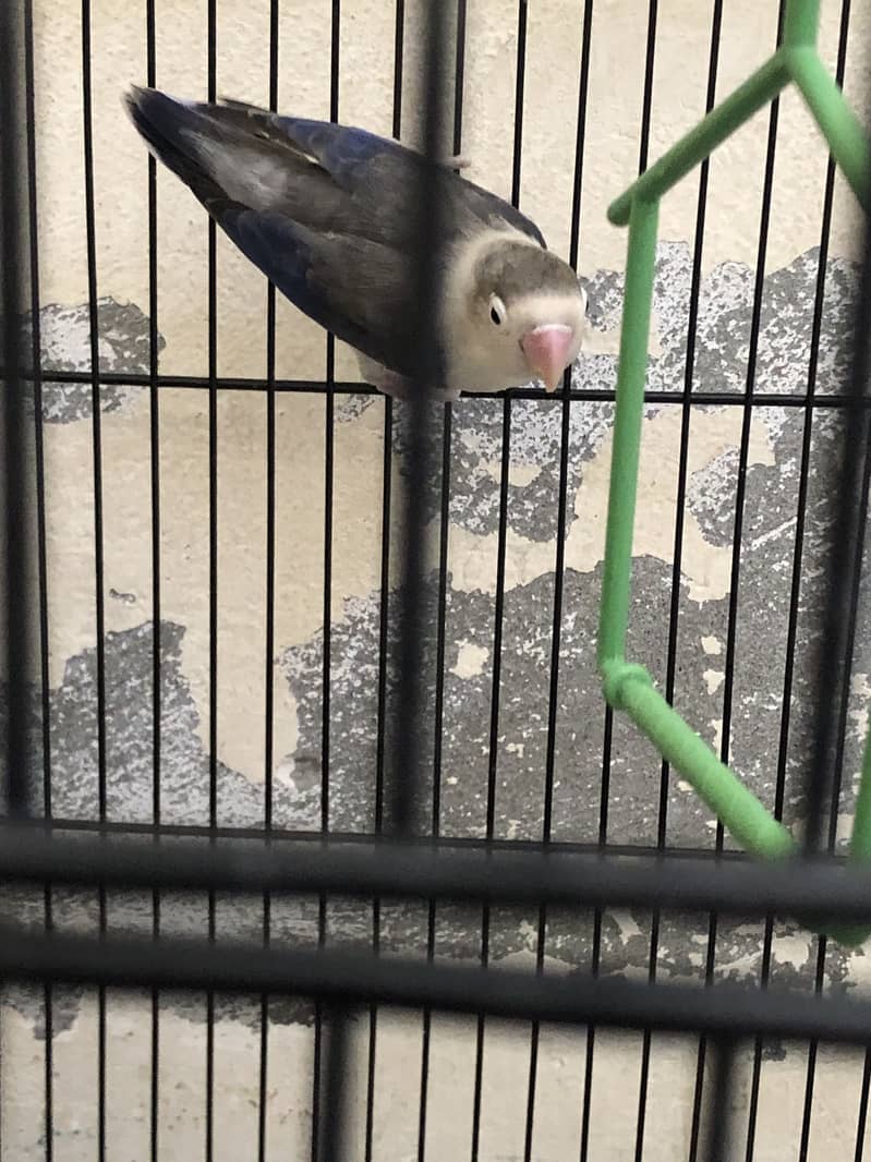 Lovebird 6