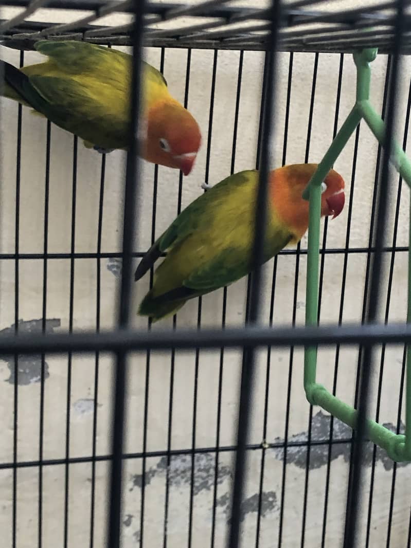 Lovebird 7
