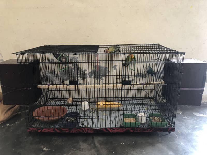 Lovebird 8