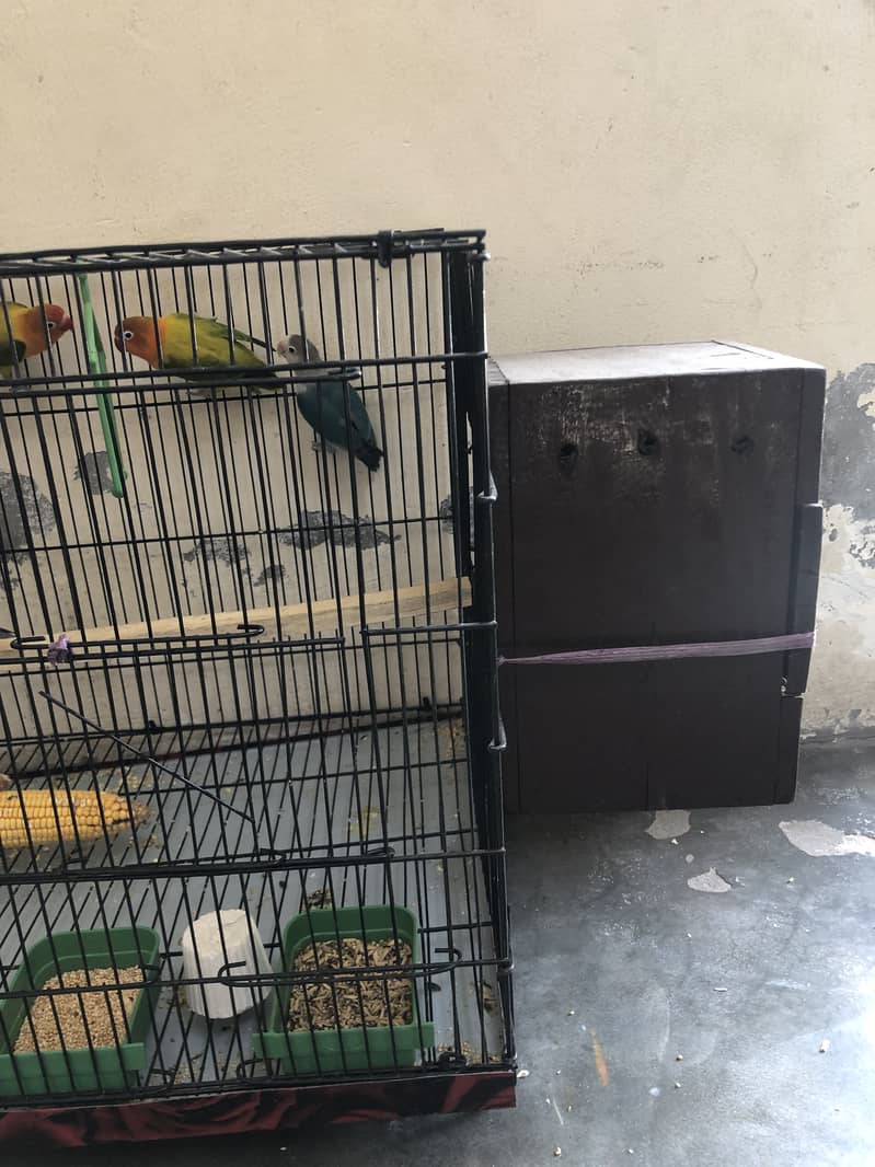 Lovebird 10