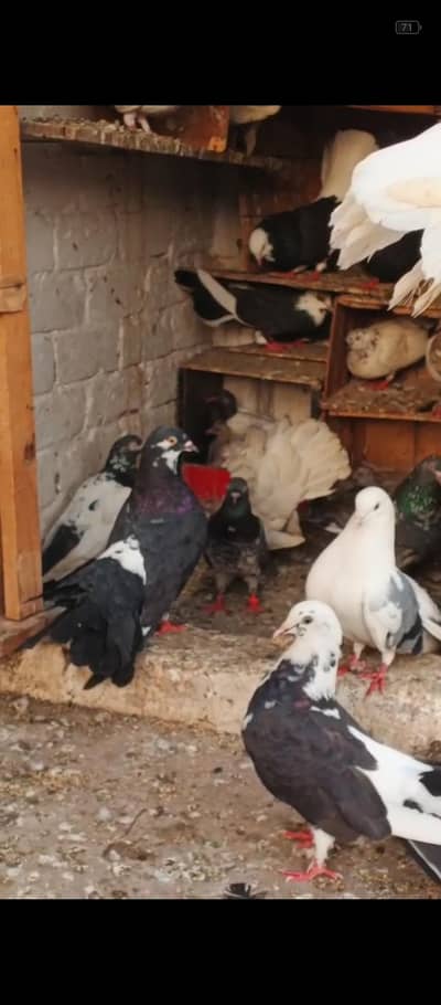 Dobaz Lucky Pigeons Hay Full breeder pair