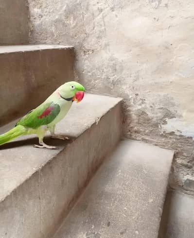 Pahari for sale