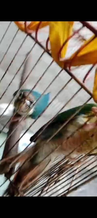 bilo turkwise patha for sale