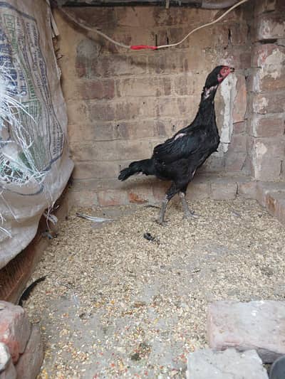 burmi cross female available