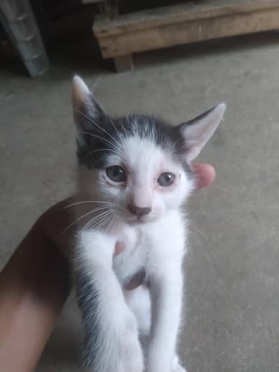 5 beautiful kitten  whtasapp num 03495013183