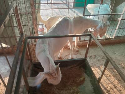 Rajan puri bakri