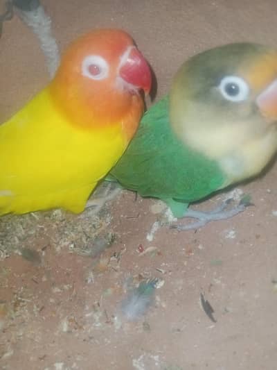 1 piar love bird