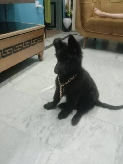 female Garman shepherd puppy