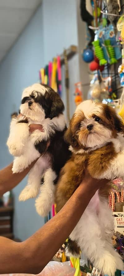 Shihtzu pups available