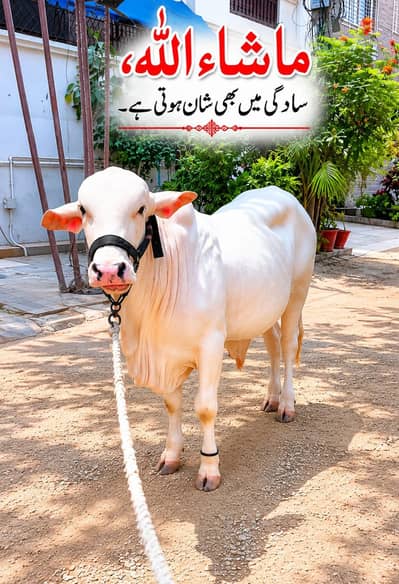 nasl wala baccha hai