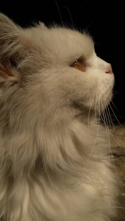 Cat01