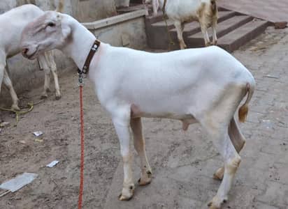 Mundra/Bakra/Chatra/Goat/