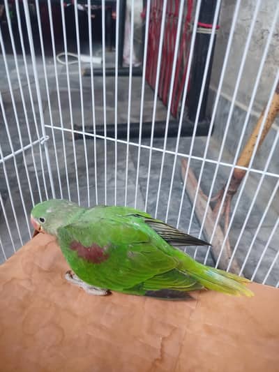 baby raw parrot 1.5 months best age for learning