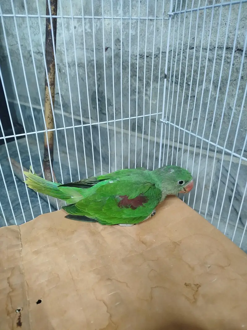 baby raw parrot 1.5 months best age for learning — photo 2