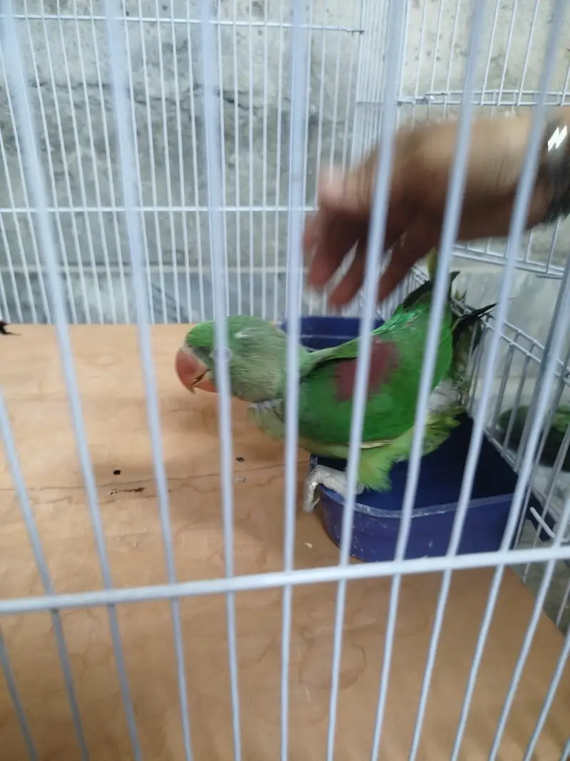 baby raw parrot 1.5 months best age for learning — photo 3