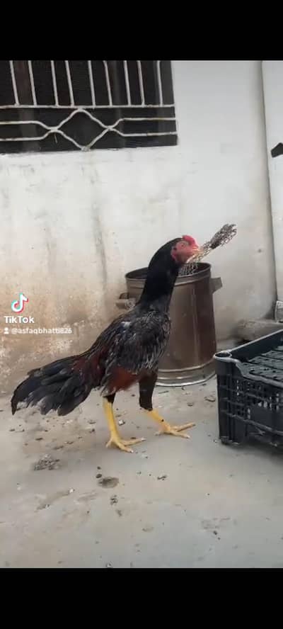 03271523491