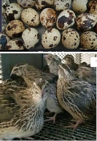 Quail