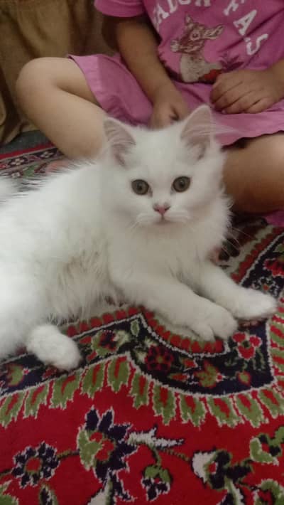 persion cats