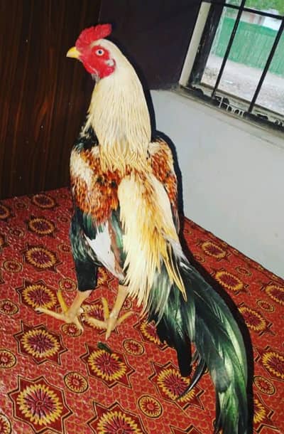 Aseel murga