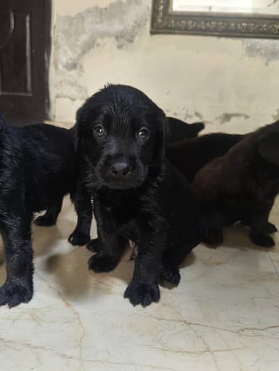 Labrador puppies