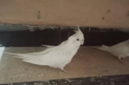 Common white & Eno white  Cocktaile chick  for sale