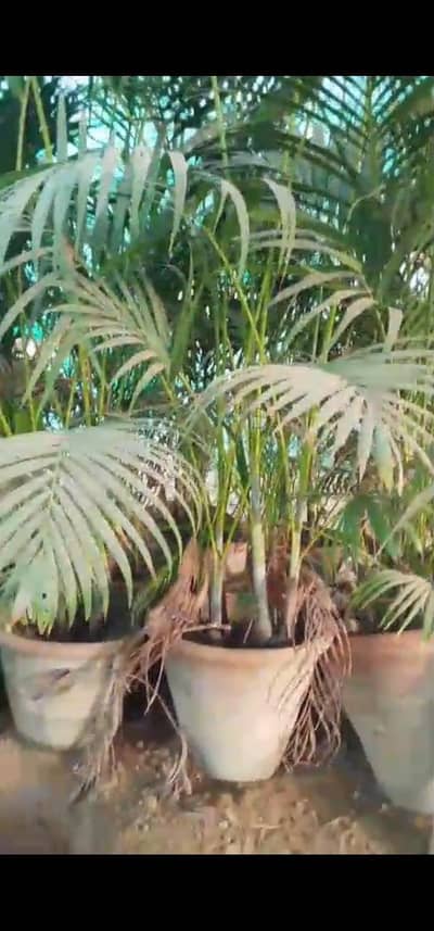 Arica palm for sale