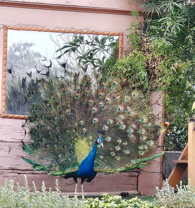 Peacock (male)