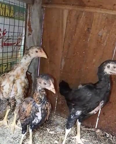 Aseel hens