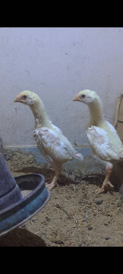 Top Quality White Shamo Chicks For Sale