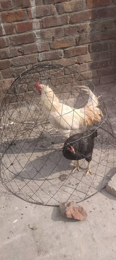 Aseel murga heera Aseel murgi moroha mianwali