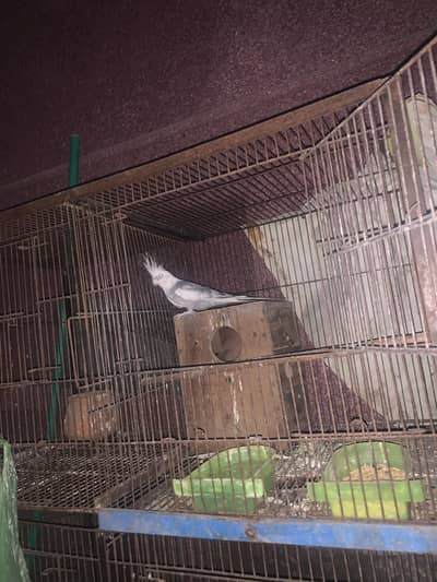 Cocktail fallow split male 200% breeder