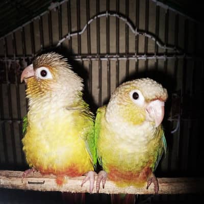 hand tame pineapple conure friendly tame