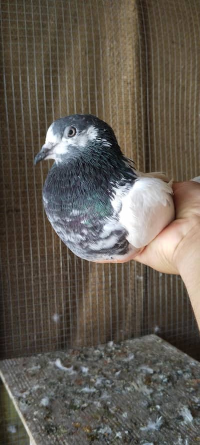 ali wali female or jonsri female for sale