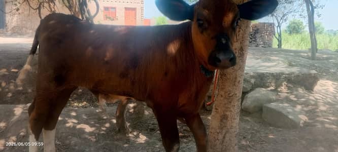 Cow | desi wacha | گائے | cross breed