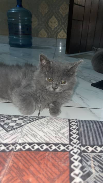 Beautiful Grey Persian / British Longhair Kitten Available