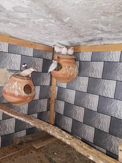 4male 4female