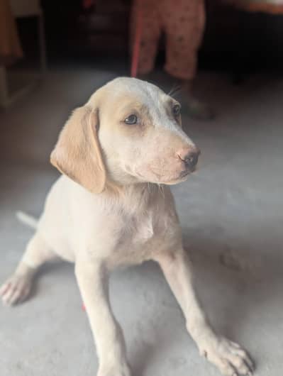 pointer female puppy