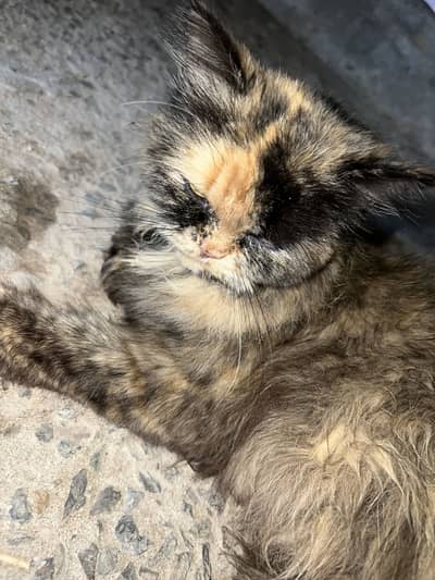 Perssion cat