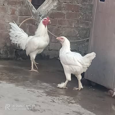 White aseel pair for sell 03184141197