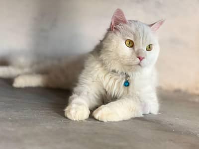 White Persian Cat (Male) Triple Coat | Friendly & Litter Trained