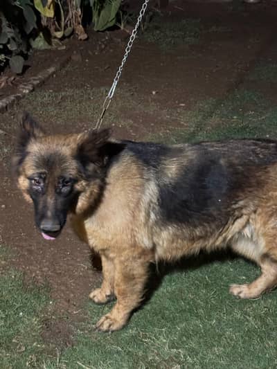 German shepherd long coat Female