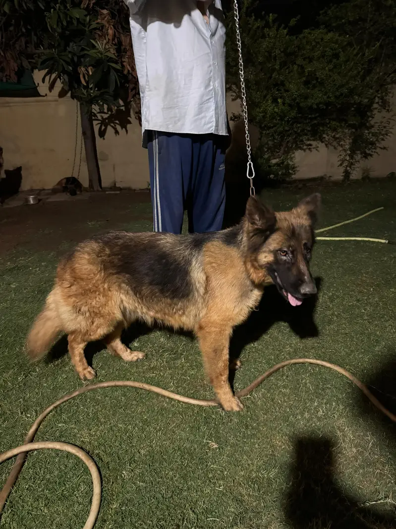 German shepherd long coat Female — photo 2