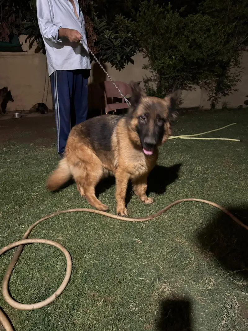German shepherd long coat Female — photo 3