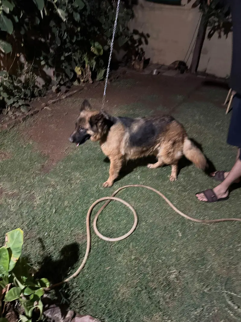 German shepherd long coat Female — photo 4
